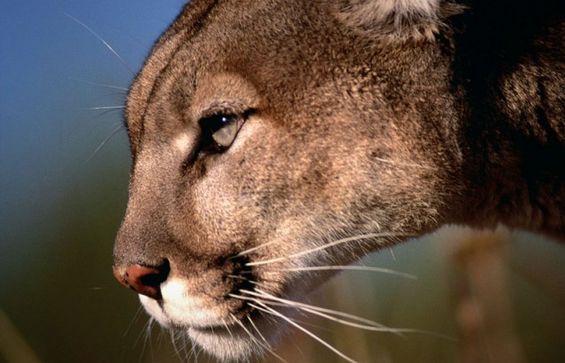 mountain lion