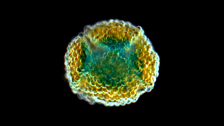 3d created human tissue